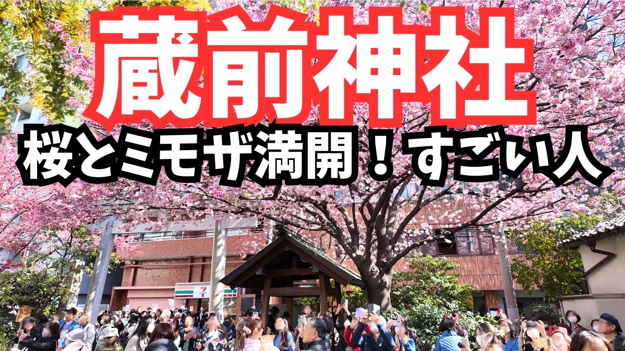【速報】🌸蔵前神社 大行列 桜とミモザ満開！｜Kuramae Shrine – Full Bloom & Huge Crowd (2026.3.5)