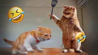 😹😹 You Laugh You Lose Dogs And Cats 😍🐱 Funny Animal Moments 2024 # 23