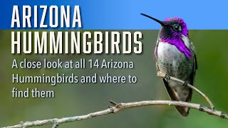 Arizona Hummingbirds