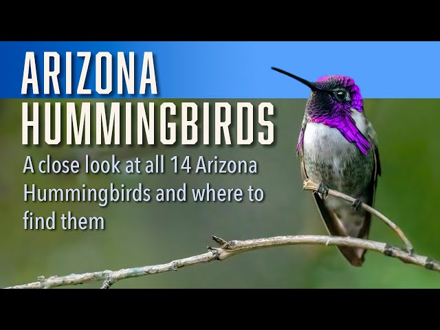 Arizona Hummingbirds - YouTube