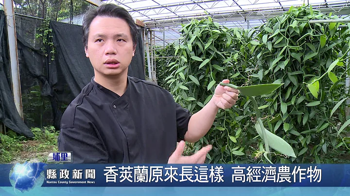 香莢蘭原來長這樣 高經濟農作物 - 天天要聞