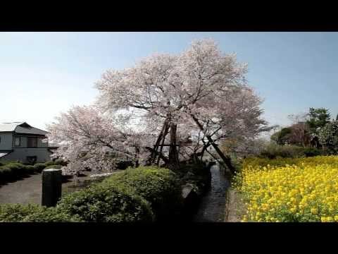 静岡県 狩宿の下馬桜 Youtube