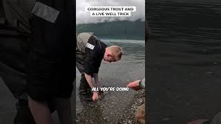 Gorgeous Trout And A Live Well Trick