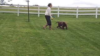 Chocolate Newfoundland Brenda