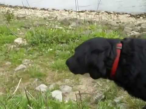 Curious young and funny cow teasing Laika dog 480p
