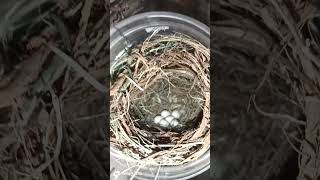 subscribe 🙏 #zebrafinchbreeding #birds #birdaviary #breedingpair #funny #birdsavairy #vibrantbirds