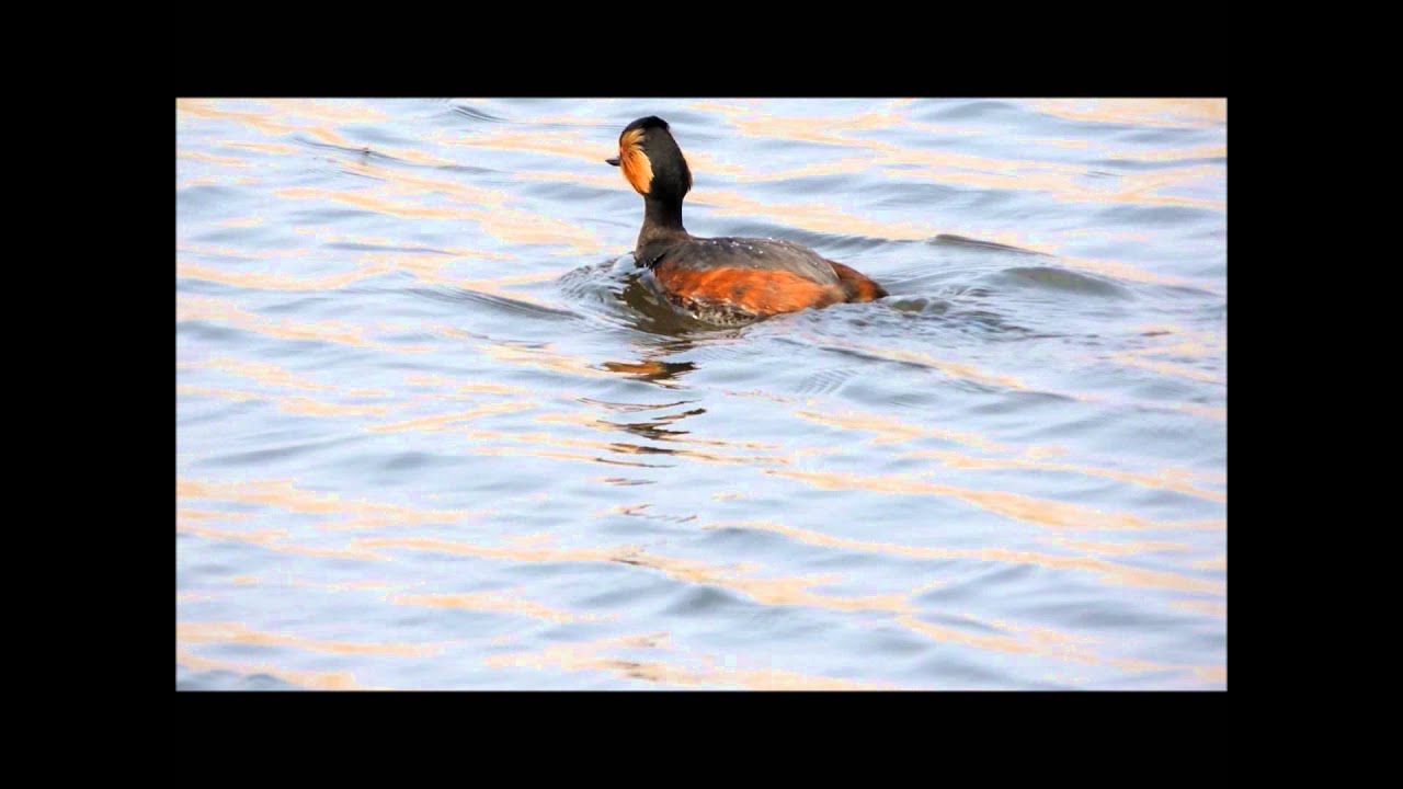 Black-necked grebe