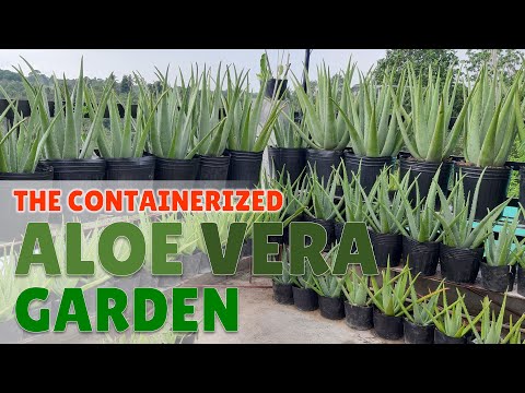 The Containerized Aloe Vera Garden - YouTube