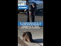 El curioso rescate de un castor que se negaba a abandonar el cruce peatonal en Colorado / El Diario