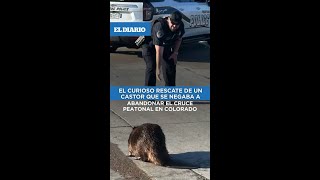 El curioso rescate de un castor que se negaba a abandonar el cruce peatonal en Colorado / El Diario