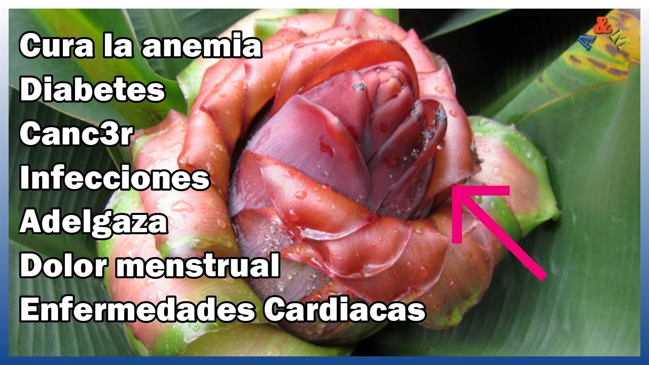 Diabetes platano la del beneficios para