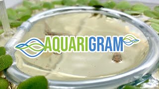 Aquarigram Floating Plant Ring