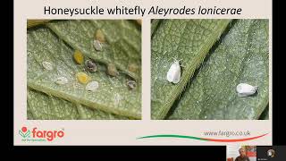 Effective management of Whitefly using Integrated Pest Management options with Neil Helyer