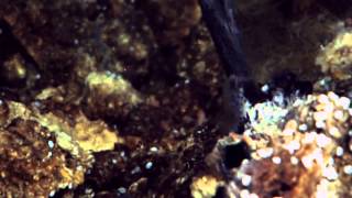 Extreme Shrimp May Hold Clues to Alien Life
