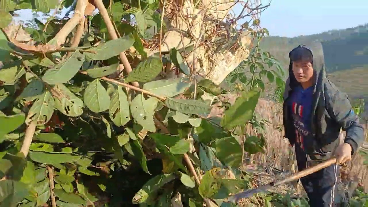 Nkuaj nog lub neej ntsuag 