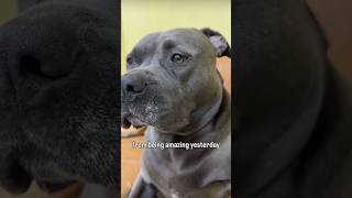 #animals #fun #dog #pets #shorts #puppy #funnyanimals #dogs #doglife #youtube