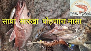 आज पहिल्यांदाच मला मिळाली popper ला ताम आणि crezy shrimp वापरून मिळालं एक मोठा ,fishing 🦐with shrimp screenshot 4