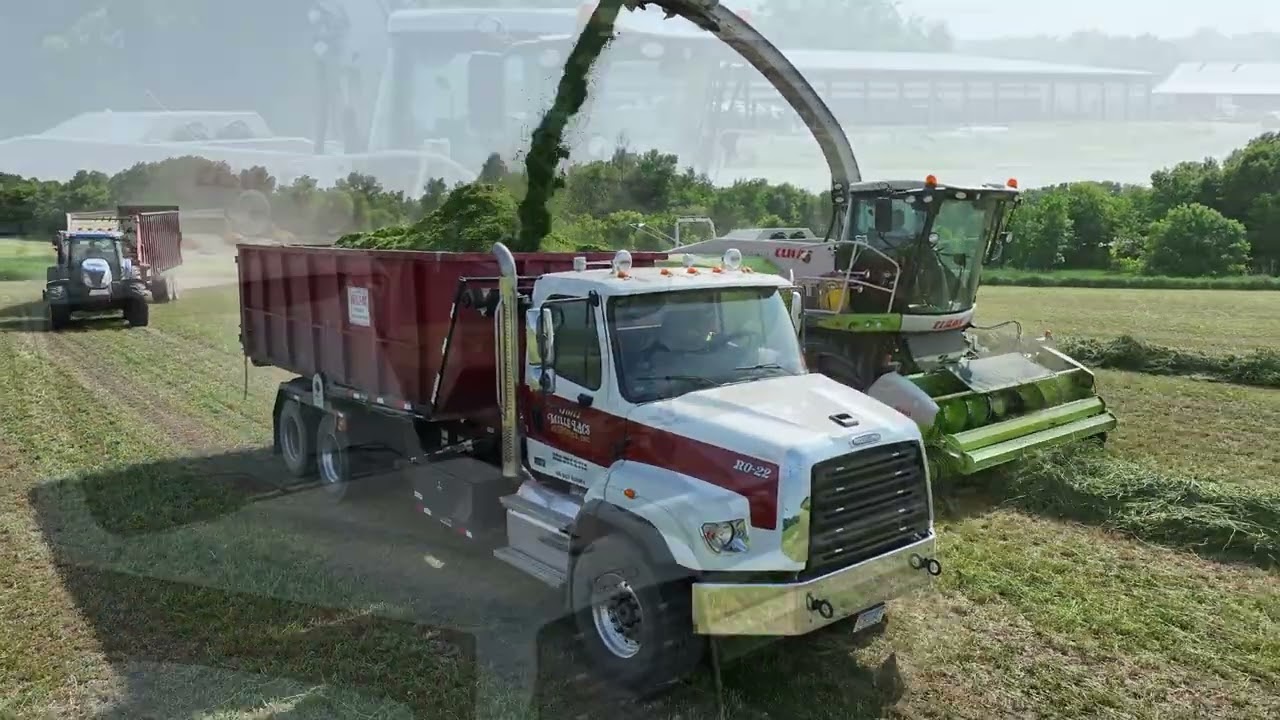 Ash Farm, June 8 2023. Milaca MN.