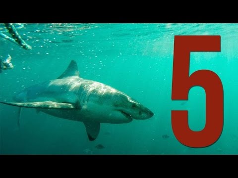5 ATAQUES DE TIBURONES GRABADOS CON UNA GOPRO!!!