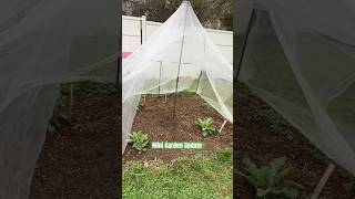 🌱Using my mini mic to update u on my mini garden. #asmr #puppy #garden #asmrvideo #gardening 💚🌿🥦
