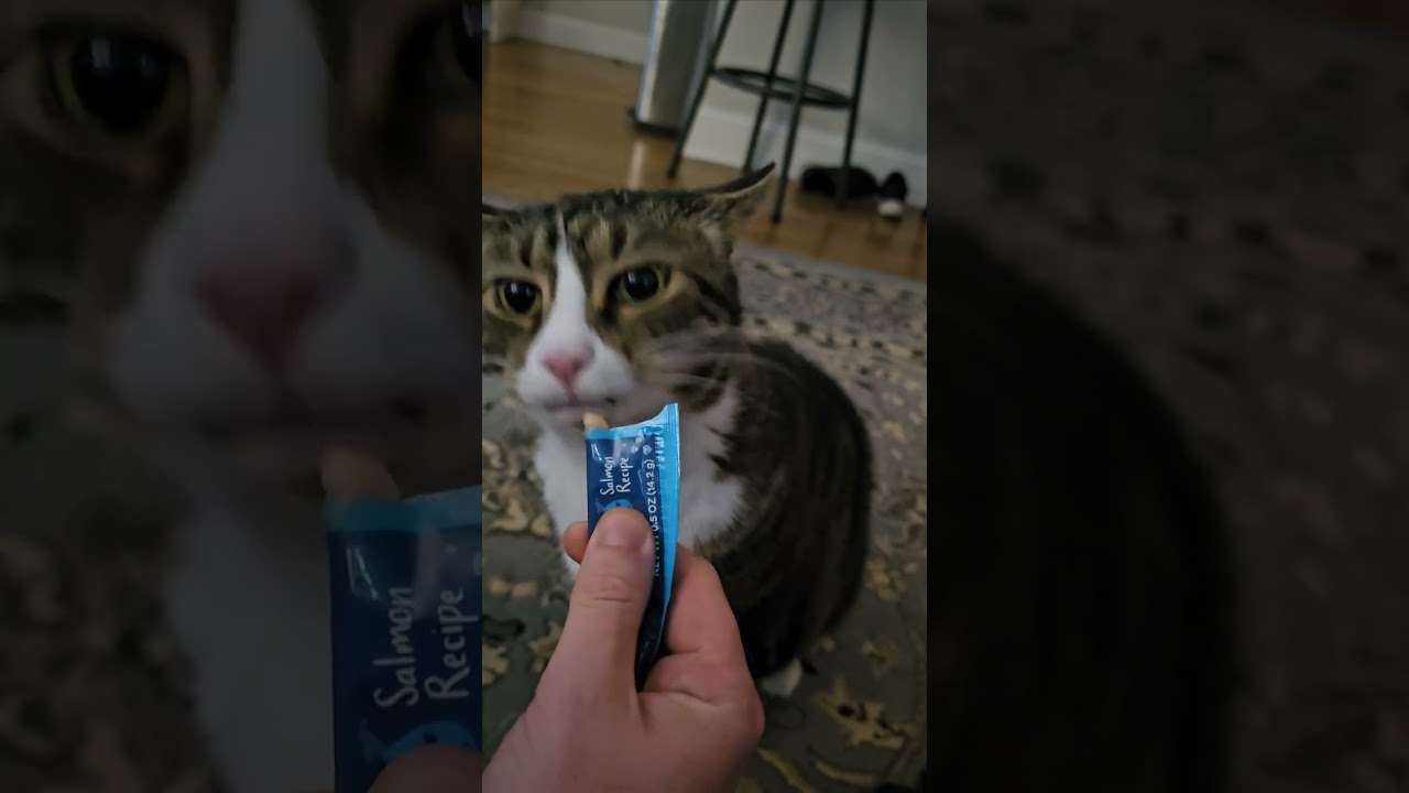 Cat Snack Review: Salmon Squeezable Pureé