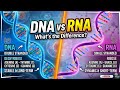 DNA VS RNA #NEET2026#NEETBIOLOGY #STUDYPREPS#LEARNSCIWITHNAKIB#IMP.