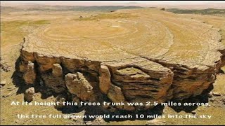 Does This Photograph Document the Ancient Stump of a Giant Tree?