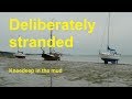 A tide at Vlieland, deliberately stranded