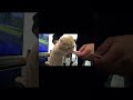 必死に立ち喰いする短足子猫がかわいい。