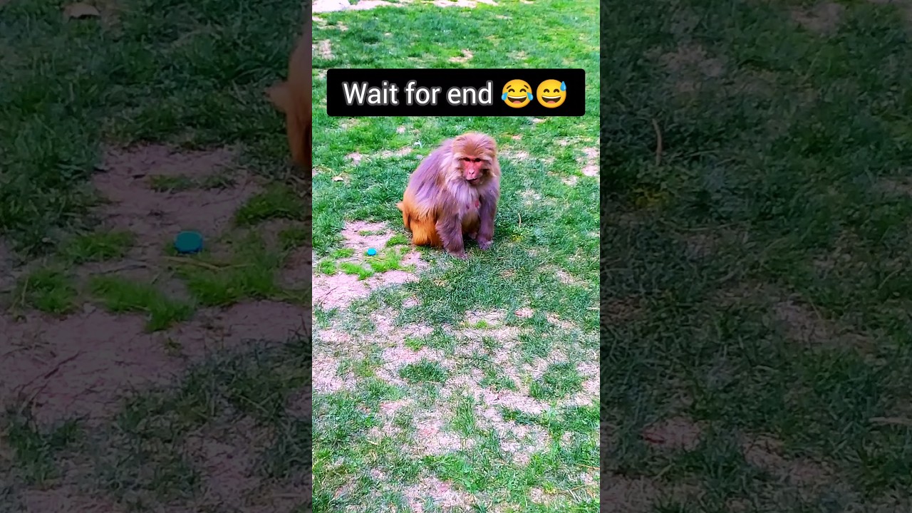 le bahi depke 😂😅