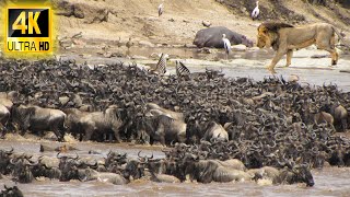 4K African Wildlife: The Super Epic Migration of Wildebeest, Zebra... Animal 4K With Calming Music