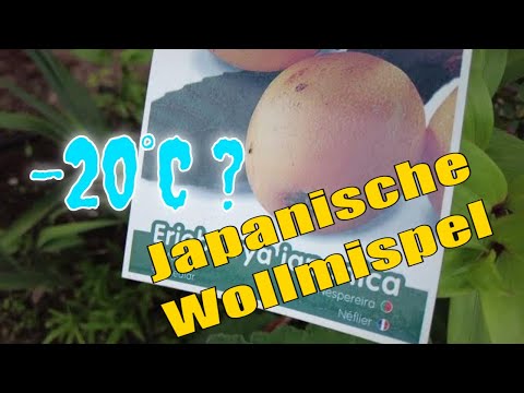 Japanische Wollmispel nach dem Winter: So sieht sie nach starkem Frost aus