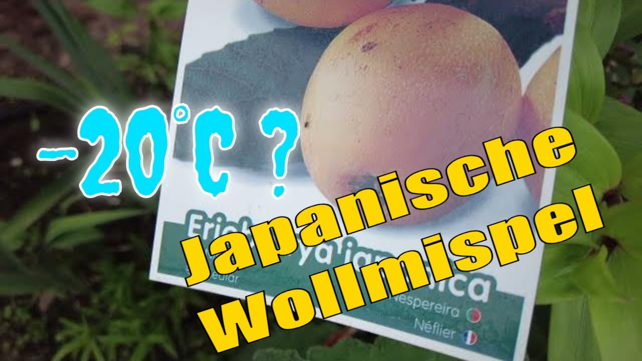 Japanische Wollmispel nach dem Winter: So sieht sie nach starkem Frost aus