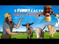 5 fascinating funny facts about goats  funny farm animals for kids