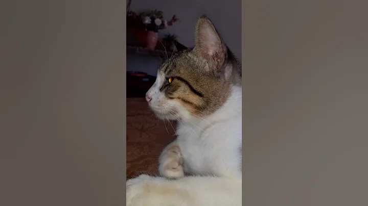 Video 7899601: siamese cats catlover, siamese cat faces, catlover siamese cute