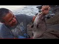 Tamanho Do Sargo #viral #fishing #peixe
