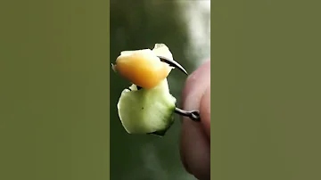 ловля білого амура