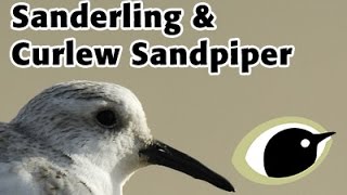 BTO Bird ID  Sanderling & Curlew Sandpiper