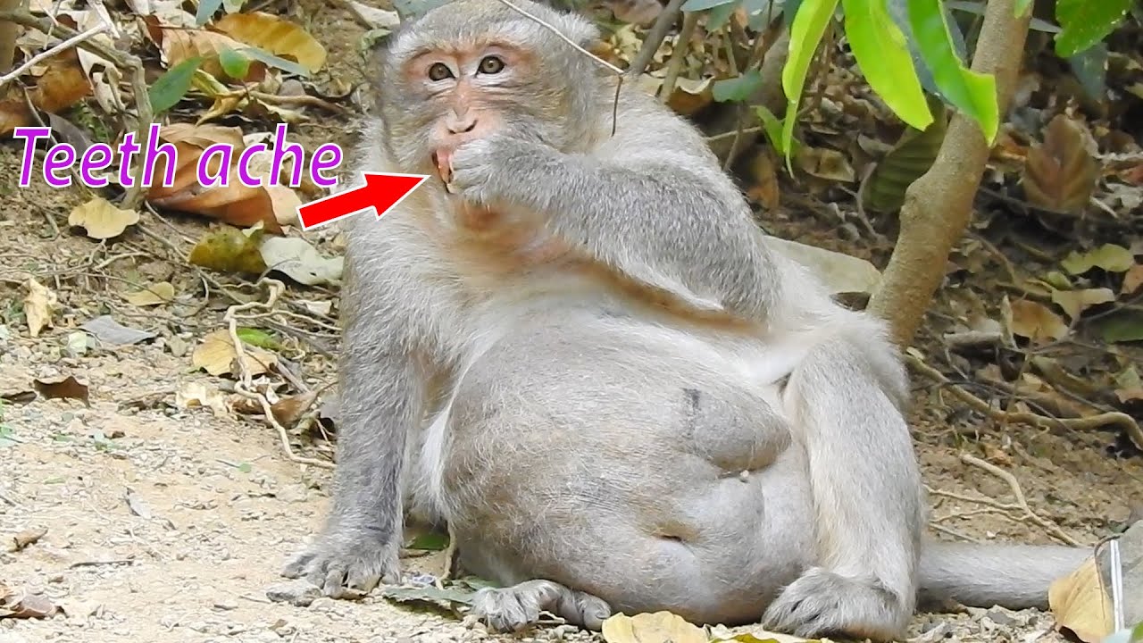 Mr.Charlie eats hart food until teeth ache , Fat Charlie hungry eat favorite food look delicious