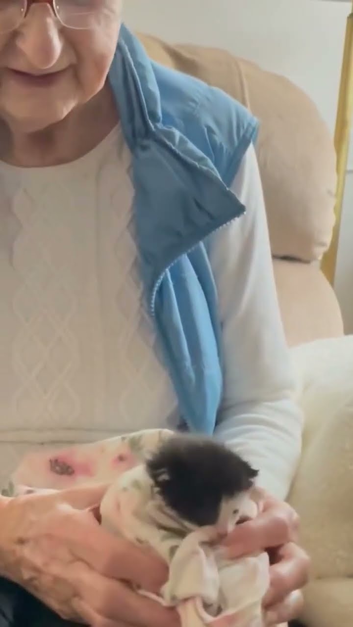 Bébé chaton très mignon