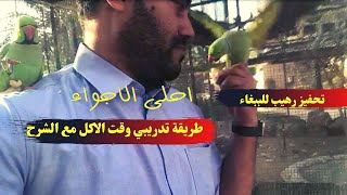 Super-Cute Parrot Sounds / صوت ببغاء الدرة الخضراء للتحفيز على التغريد والتزاوج - تدريبي وقت الاكل