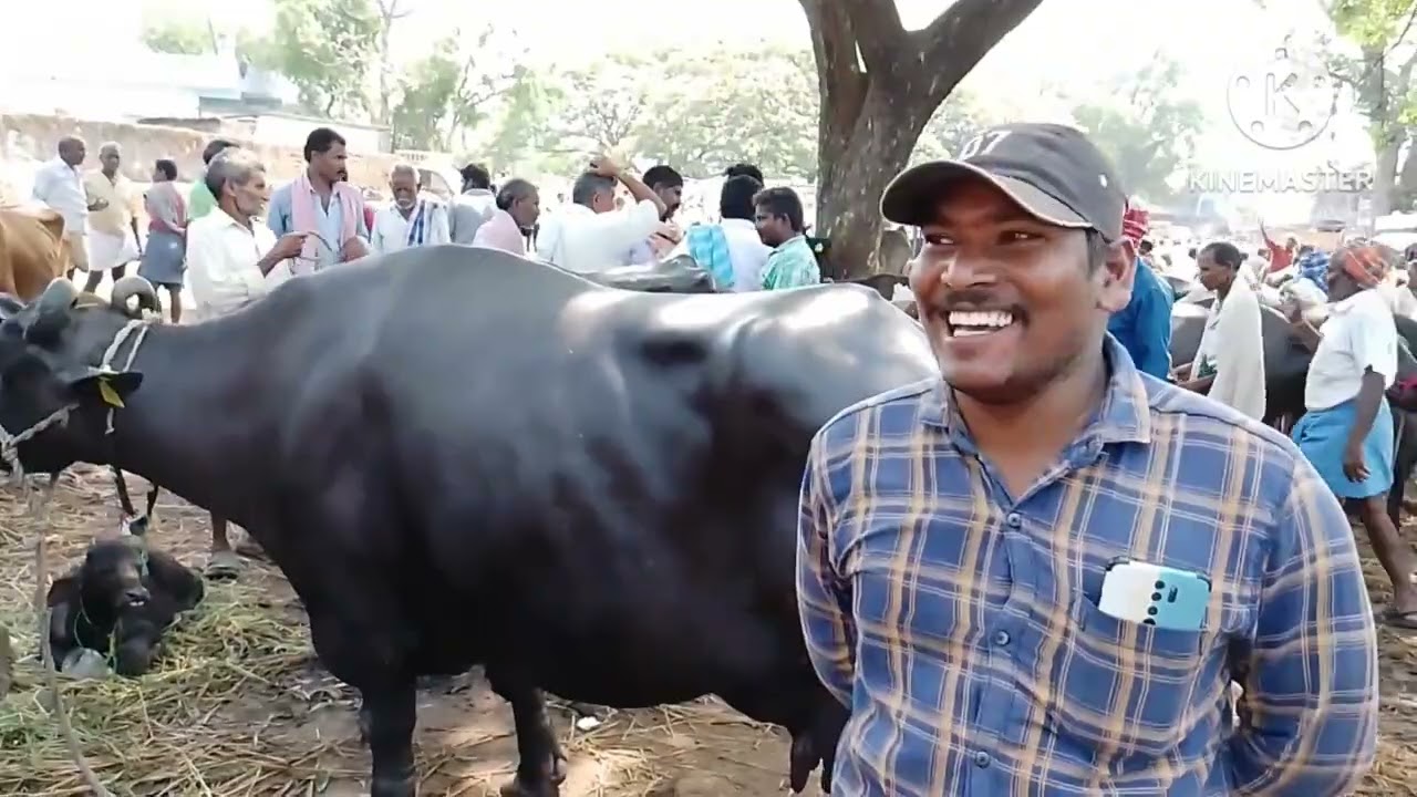 Alamanda santha Vijayanagaram jilla