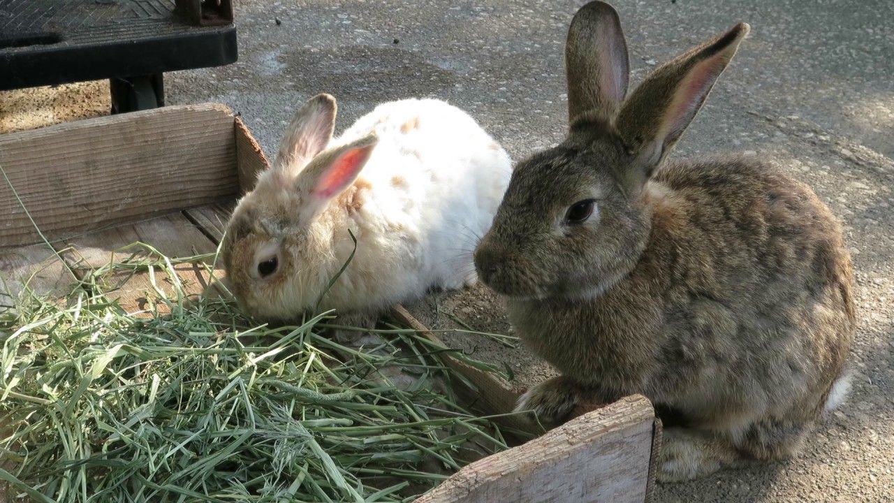 月うさぎの里 天然人誤
