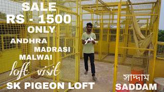 SK PIGEON LOFT VISIT AT BABNAN ( SADDAM ) SALE AT VERY LOW PRICE RS - 1500 ONLY