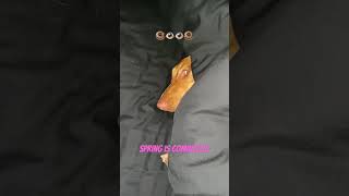 Tilly the dachshund #puppy #motivation #wienerdog #morning #love #bedwars #friday #friends #doglife