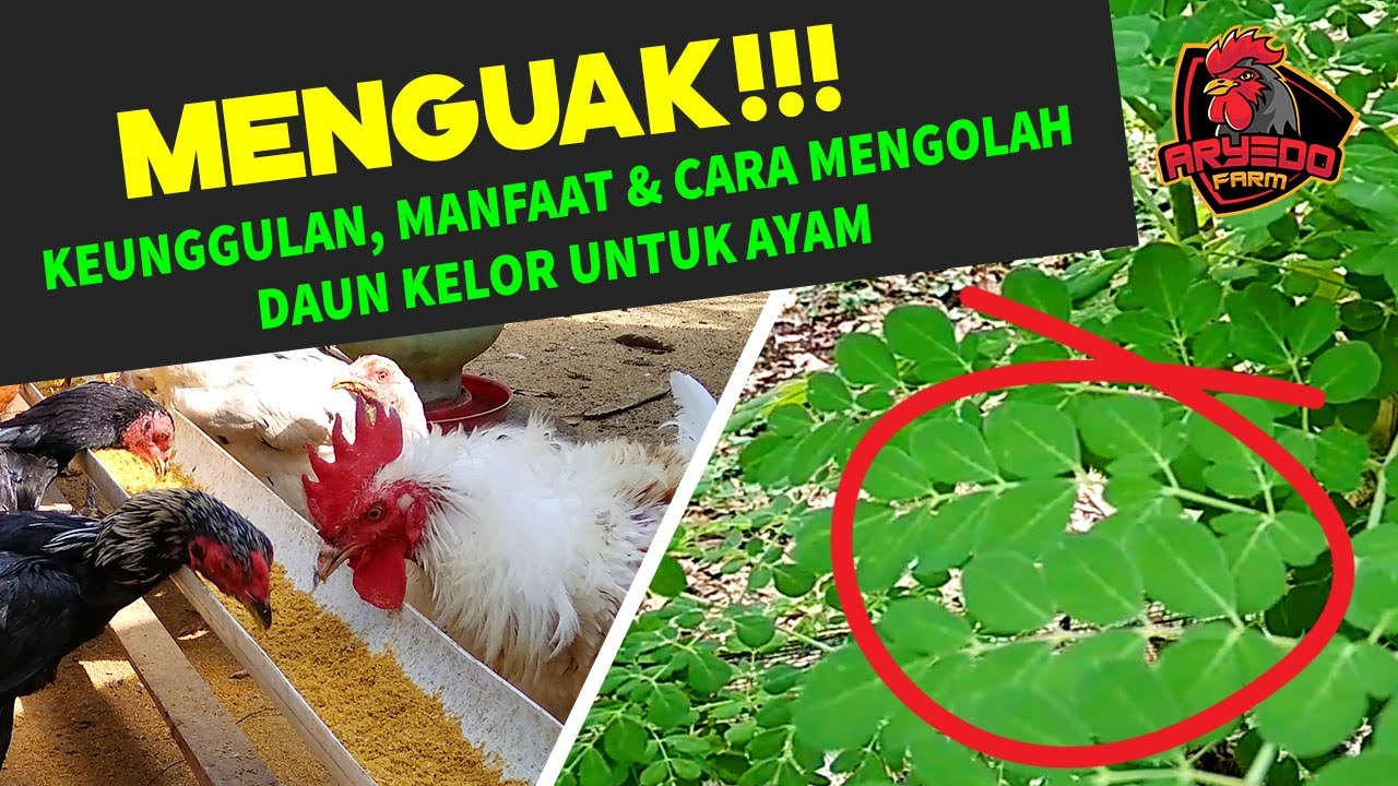 Cara Memberikan Daun Kelor Untuk Ayam Bangkok