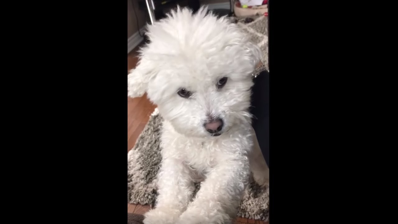 videos for cats Dog has unique way of asking for more scratches