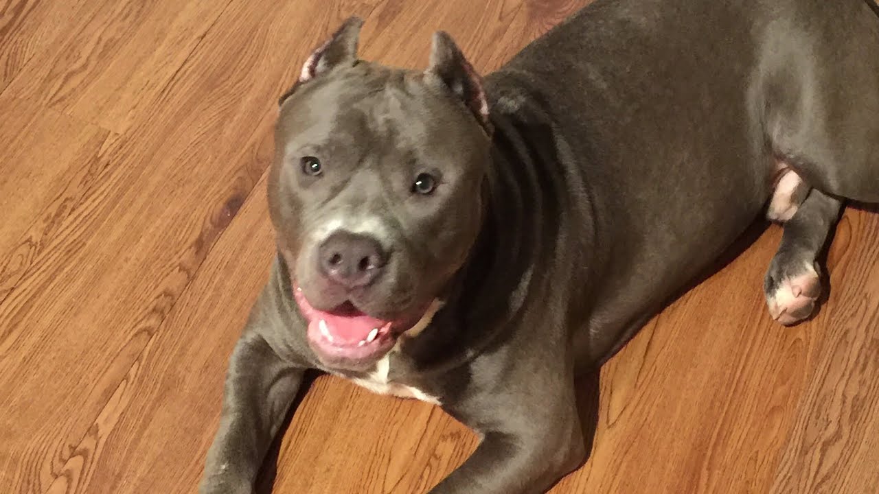 XL Pitbull for sell!! YouTube