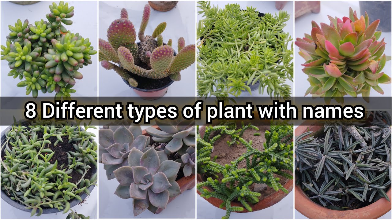 8 different types of plant with their names / Different plants names ...