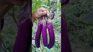 Purple eggplant #shorts